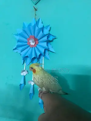 Cockatiel Bird Tame Self Feed Hand Feed