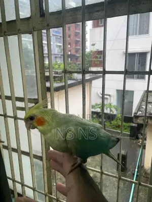 Cockatiel Bird Tame Self Feed Hand Feed