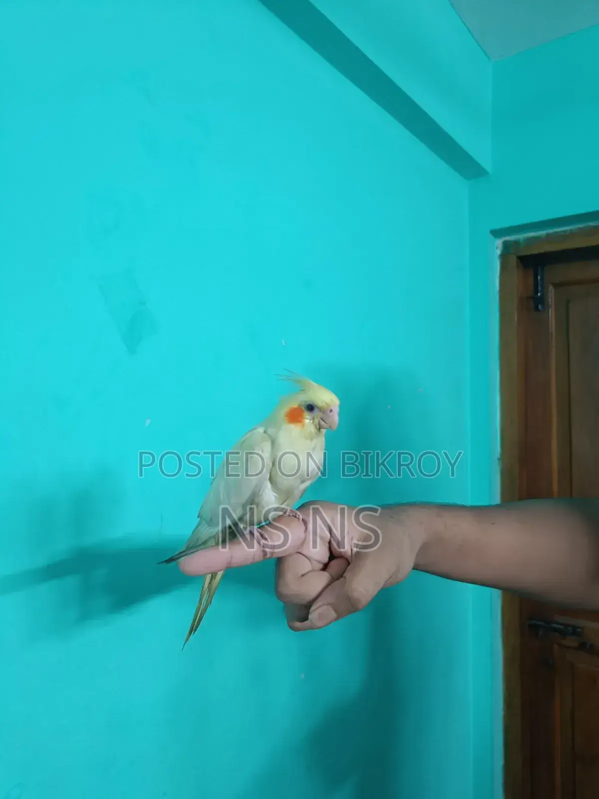 Cockatiel Bird Tame Self Feed Hand Feed