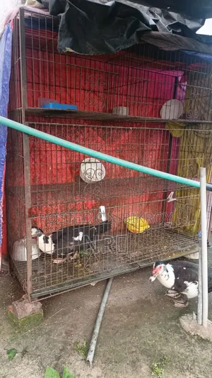 Large Cage