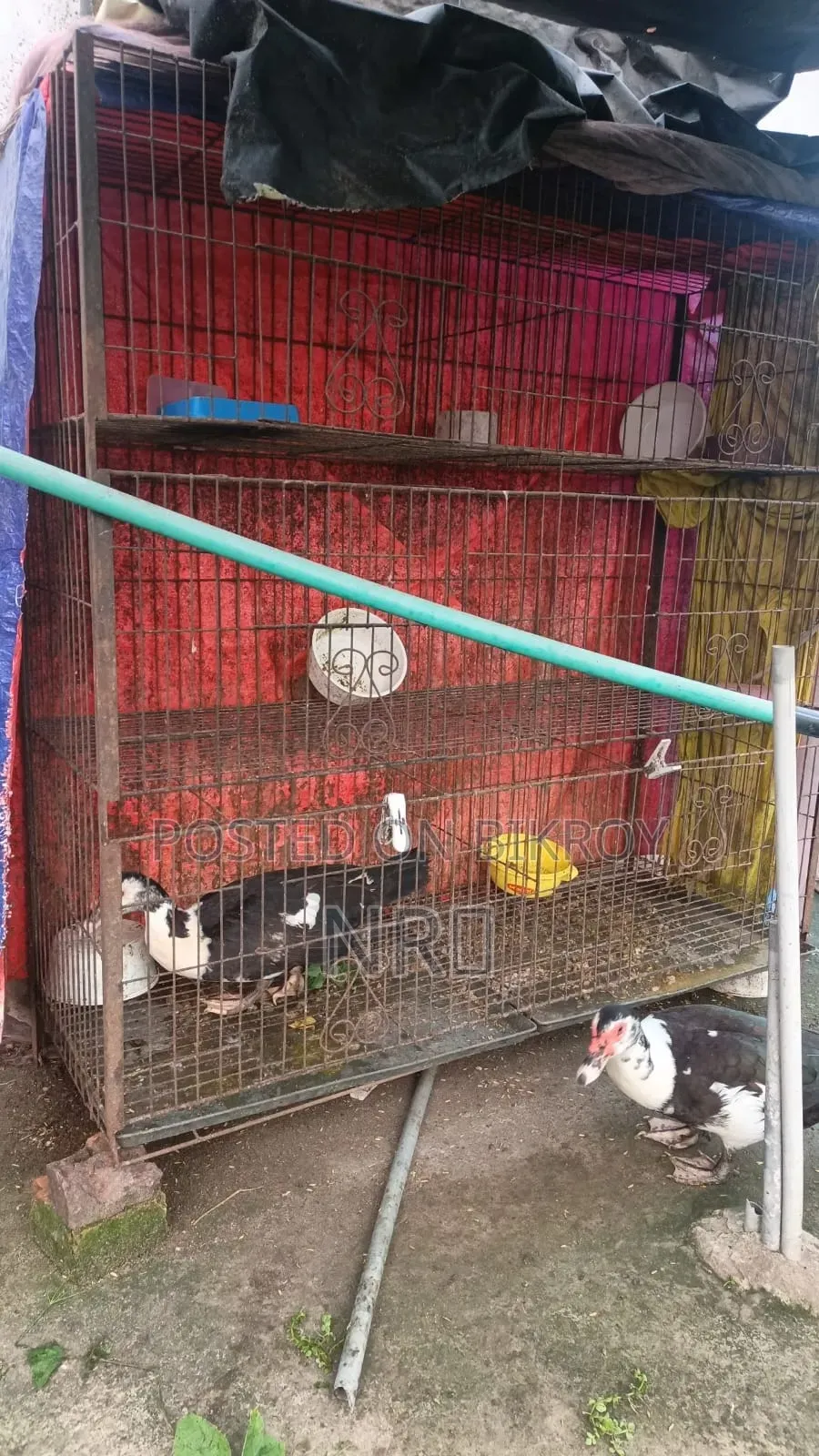Large Cage