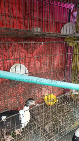 Large Cage