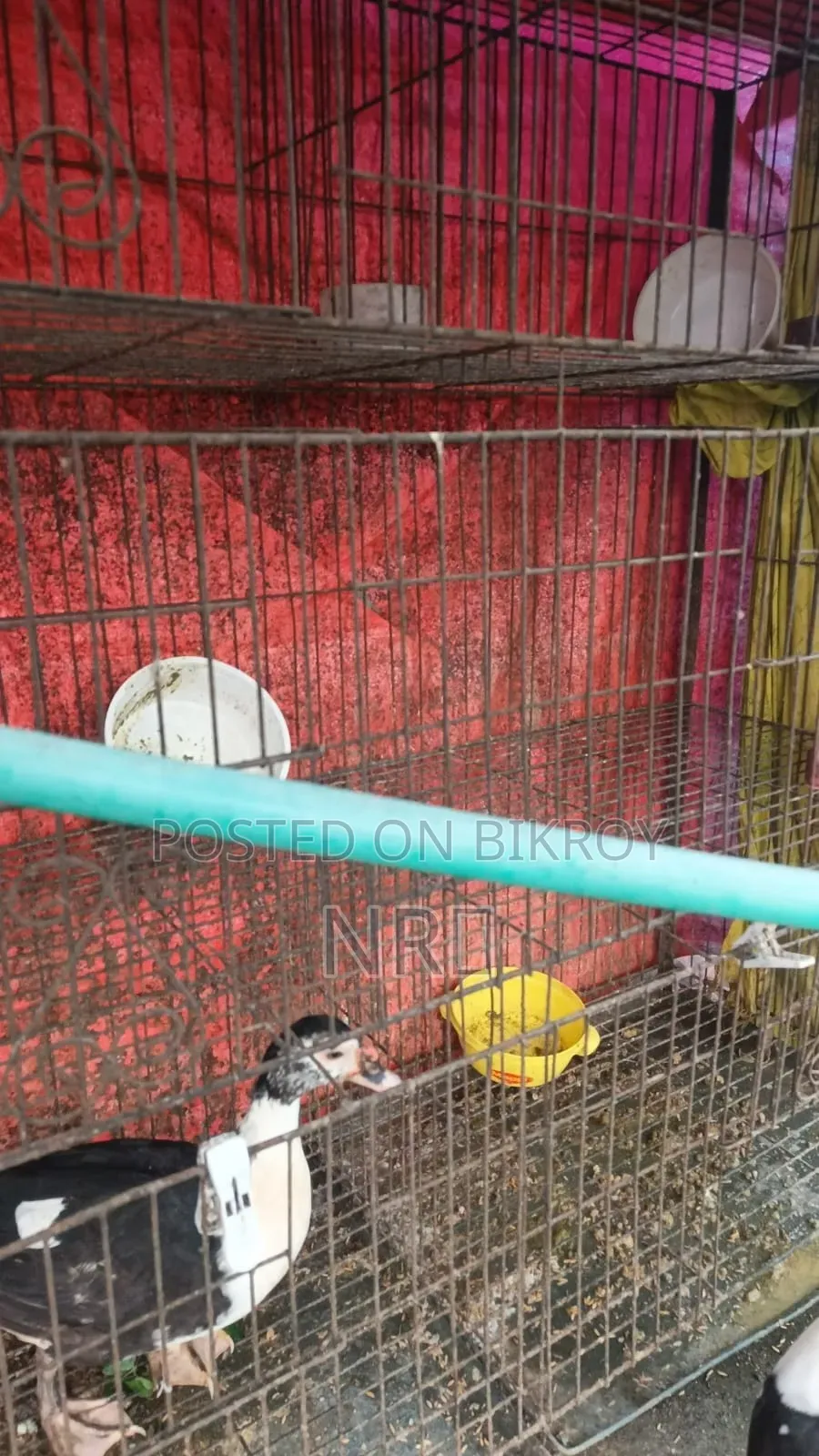 Large Cage