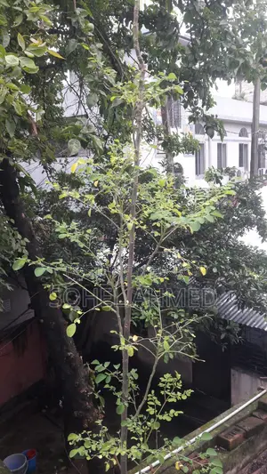 This is a good variety of drumstick tree
