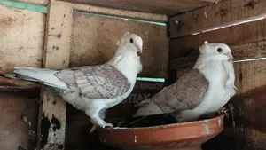Jhorna Satin Pigeon Pair