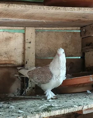 Jhorna Satin Pigeon Pair