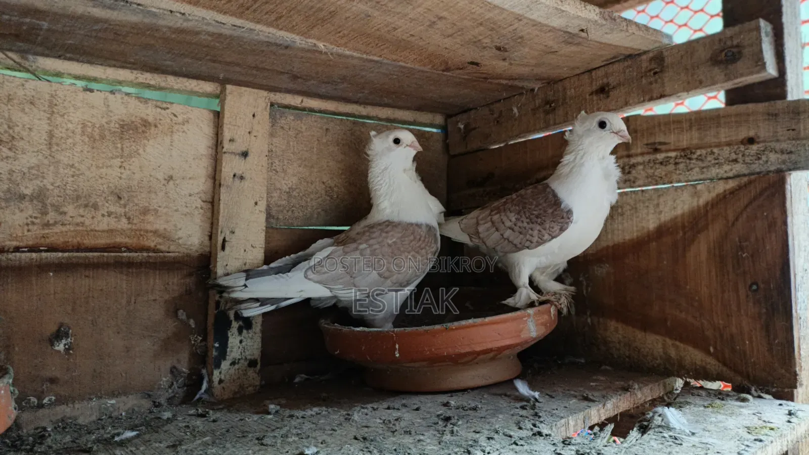 Jhorna Satin Pigeon Pair