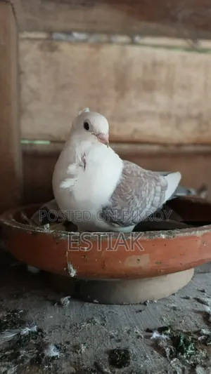 Jhorna Satin Pigeon Pair