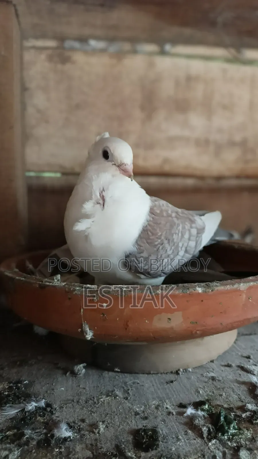 Jhorna Satin Pigeon Pair