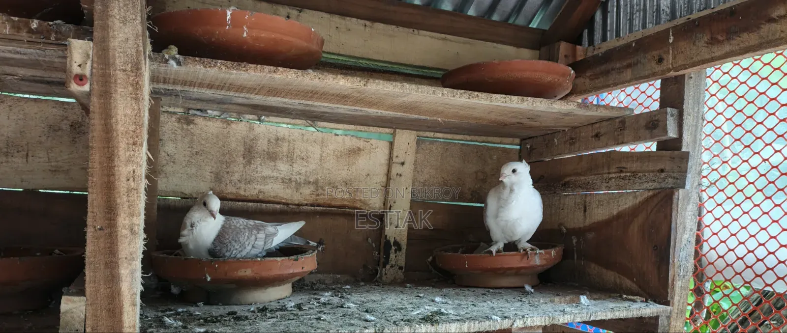 Jhorna Satin Pigeon Pair