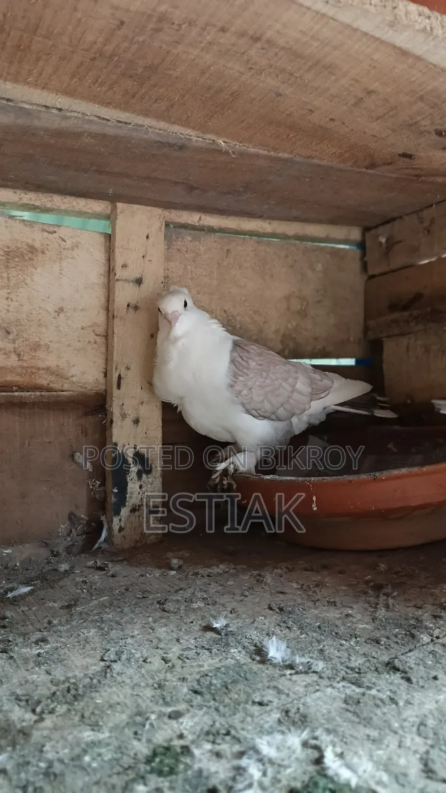 Jhorna Satin Pigeon Pair