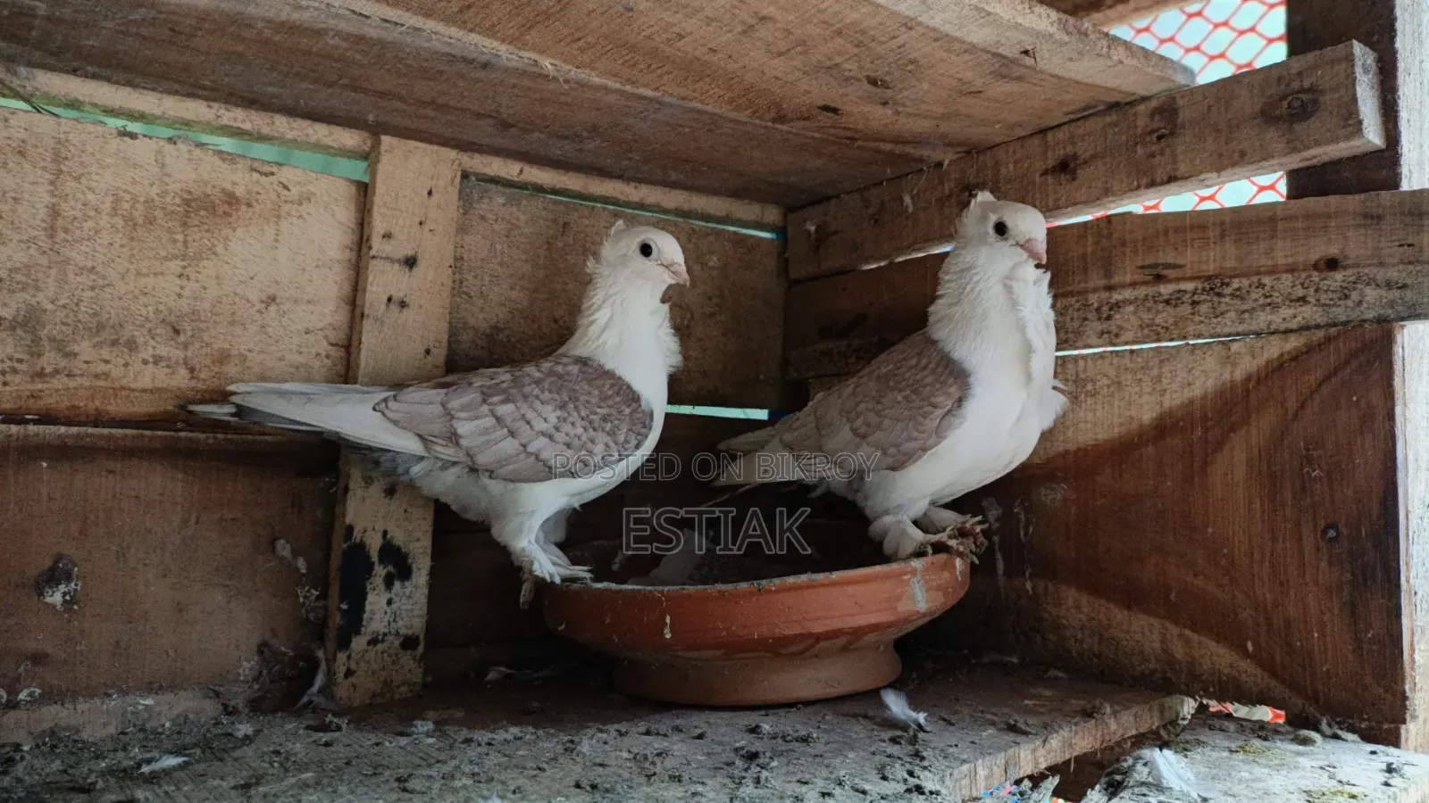 Jhorna Satin Pigeon Pair