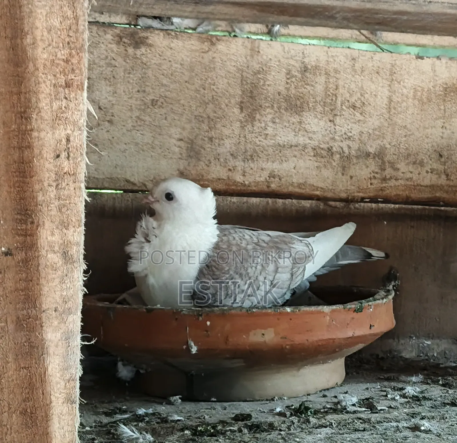Jhorna Satin Pigeon Pair