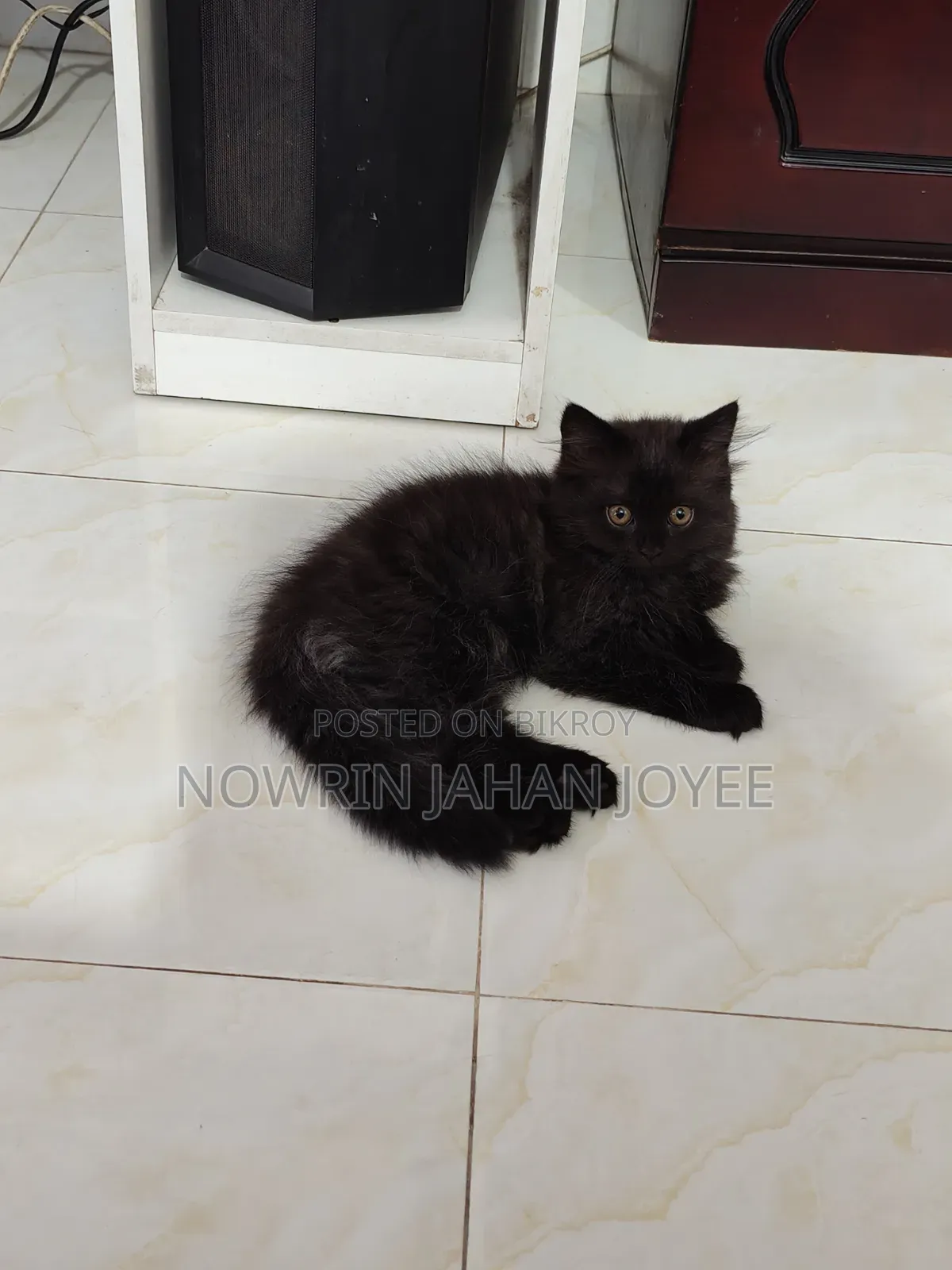1-3 Months Male Purebred Persian