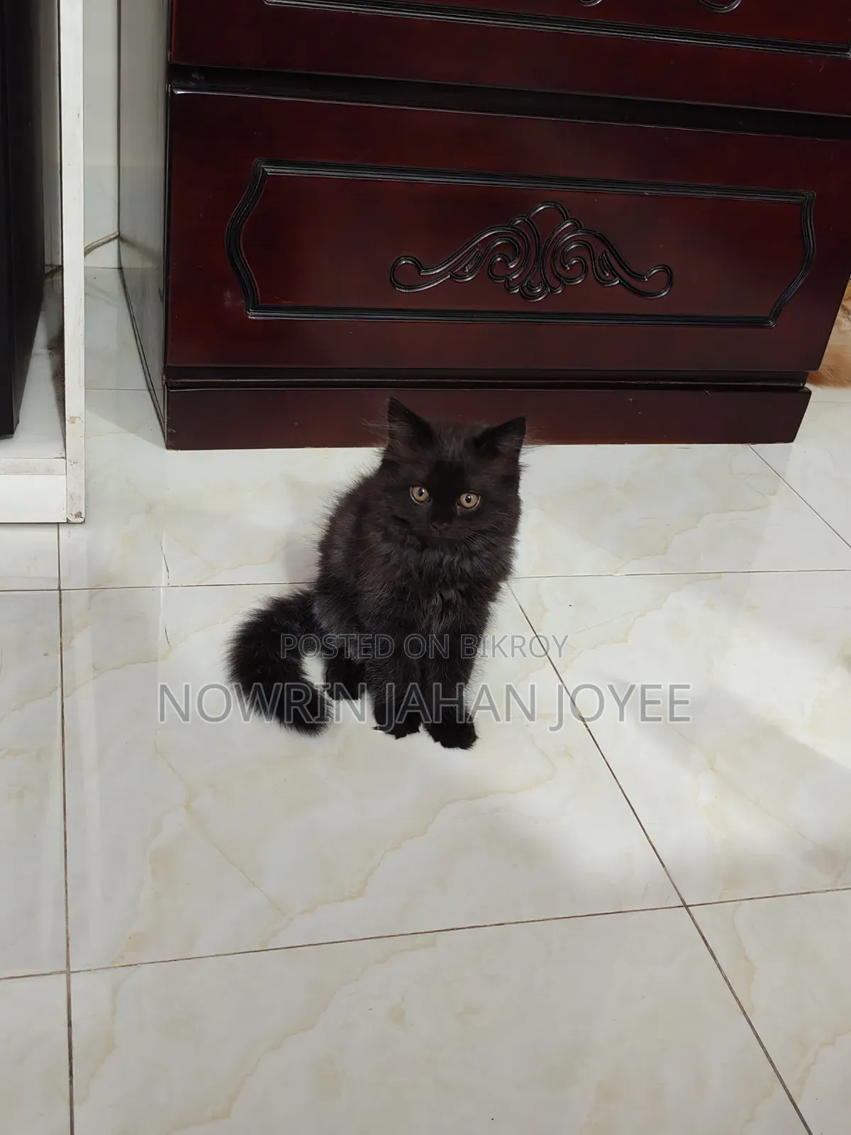 1-3 Months Male Purebred Persian