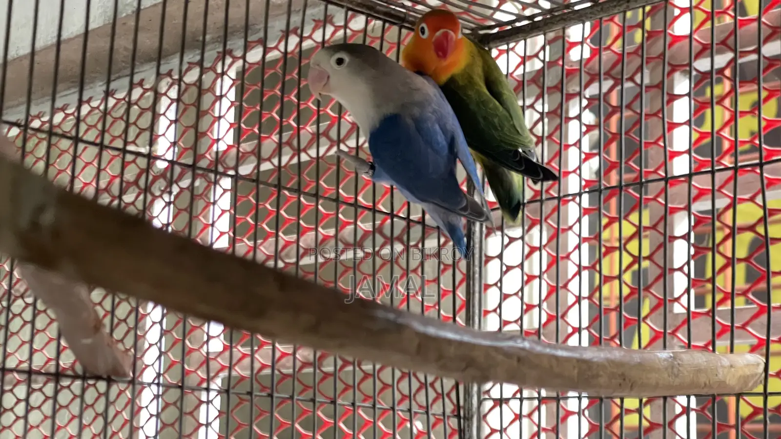 Lovebird Breeding Pair