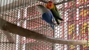 Lovebird Breeding Pair