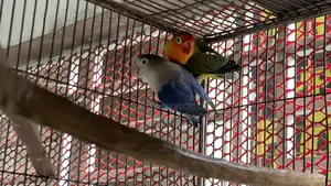 Lovebird Breeding Pair