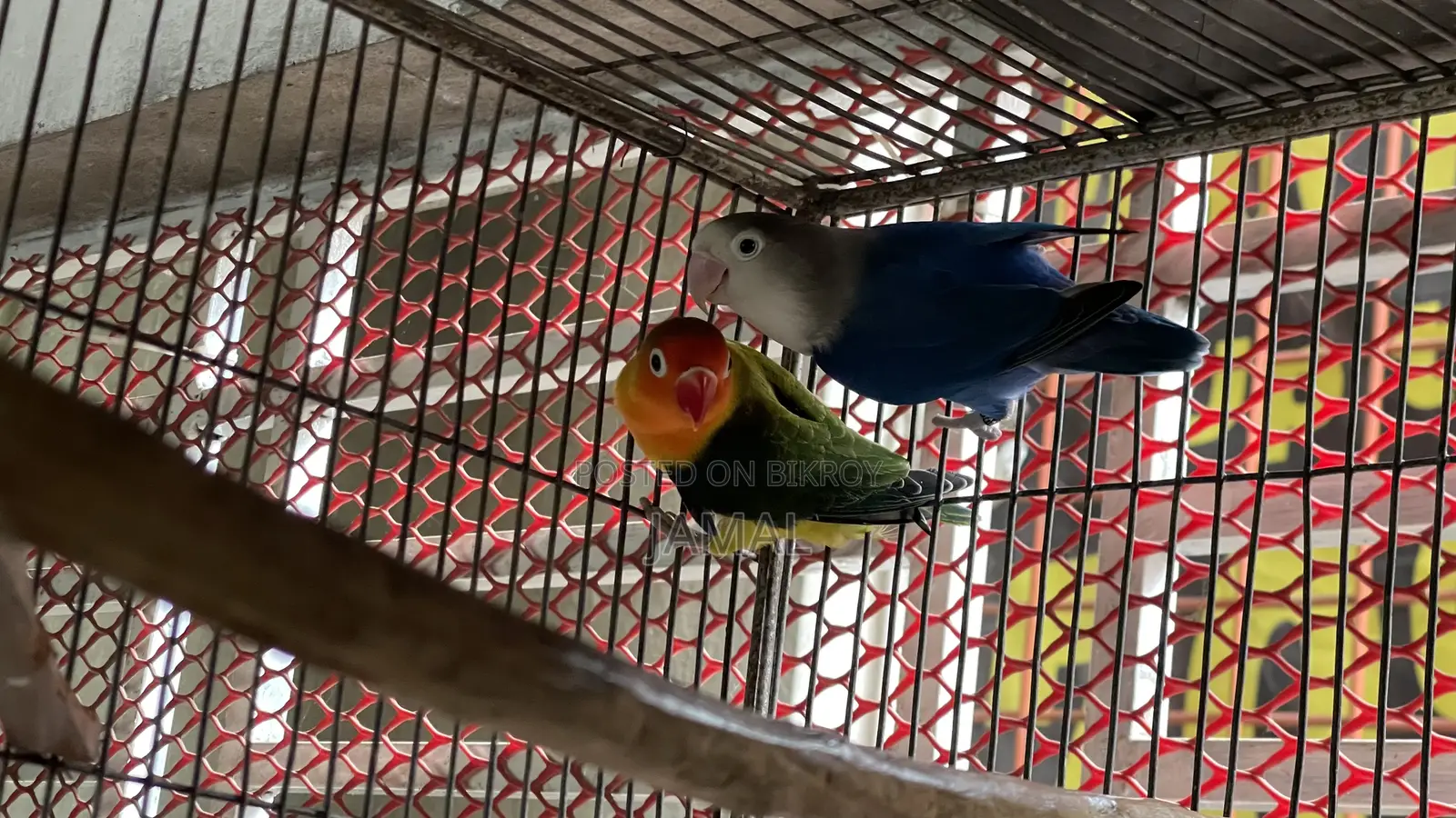 Lovebird Breeding Pair