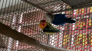 Lovebird Breeding Pair