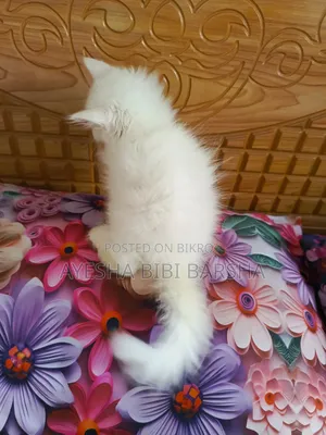 1-3 Months Female Purebred Persian