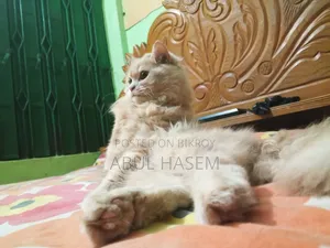 3-6 Months Male Purebred Persian