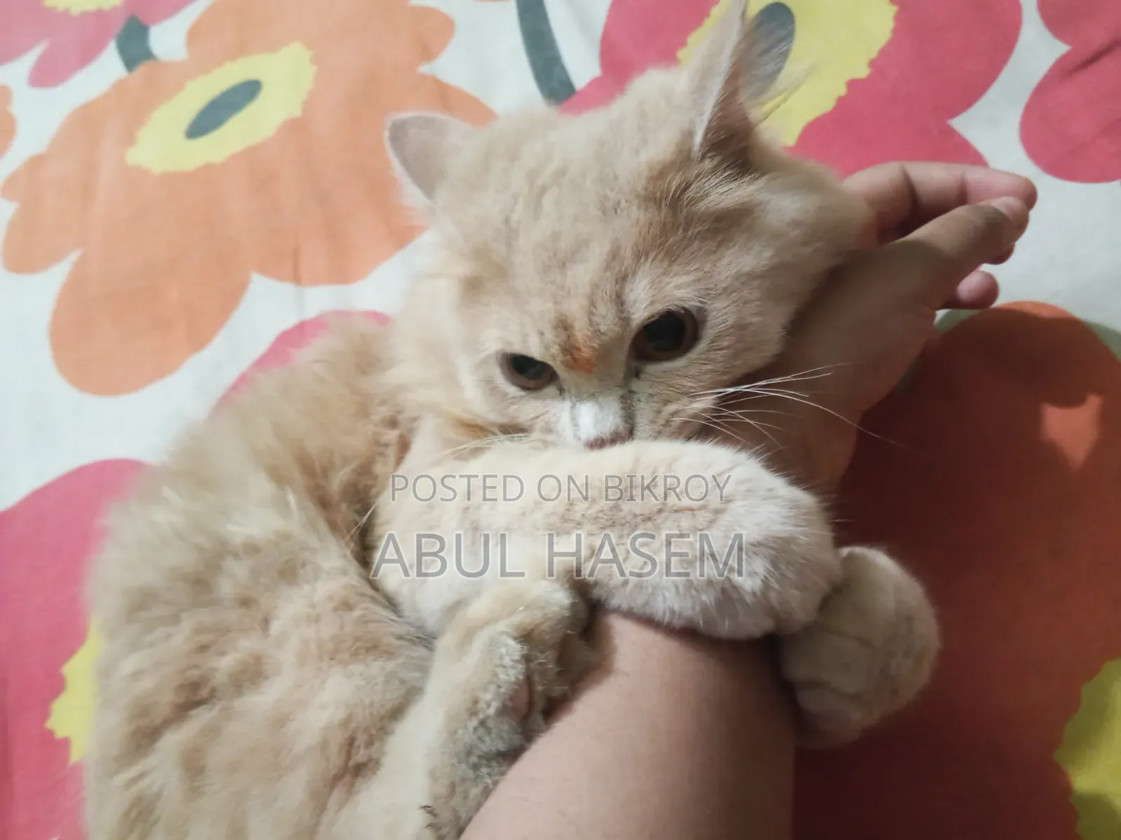 3-6 Months Male Purebred Persian