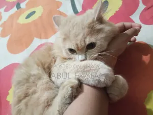 3-6 Months Male Purebred Persian