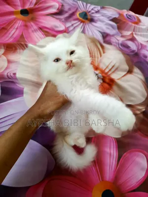 1-3 Months Female Purebred Persian