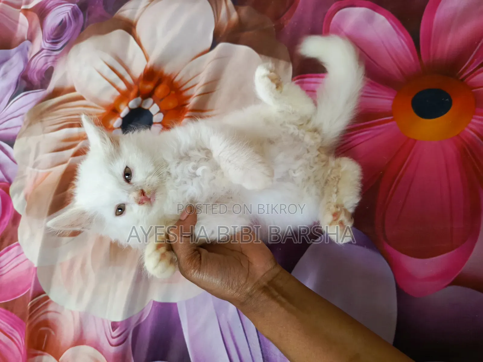 1-3 Months Female Purebred Persian