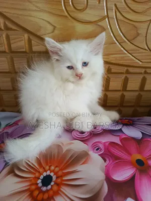 1-3 Months Female Purebred Persian
