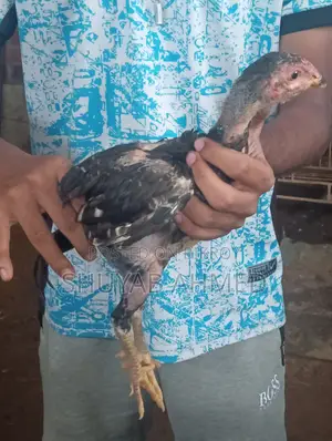 Aseel Chick 2 Months Old
