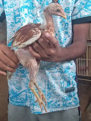 Aseel Chick 2 Months Old