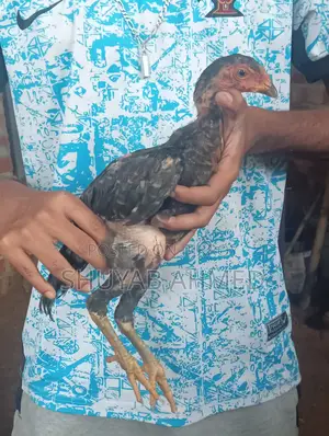 Aseel Chick 2 Months Old