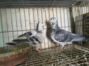 Racer Pigeon Running Pair