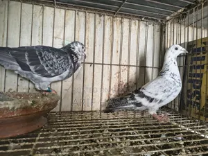 Racer Pigeon Running Pair