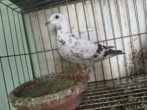 Racer Pigeon Running Pair