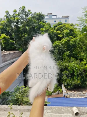 1-3 Months Female Purebred Persian