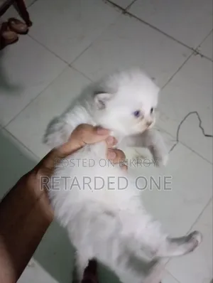 1-3 Months Female Purebred Persian
