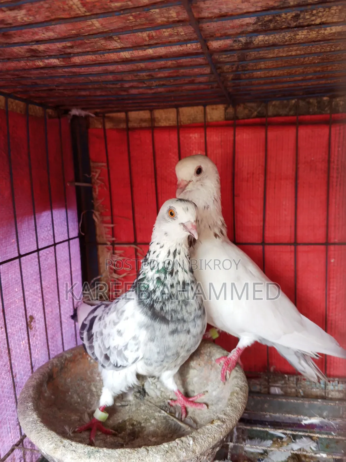 Adult Pigeon