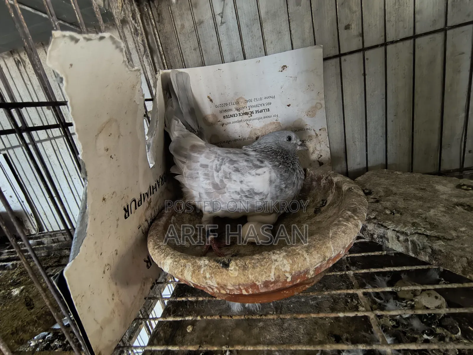 খাকি রানিং পেয়ার
