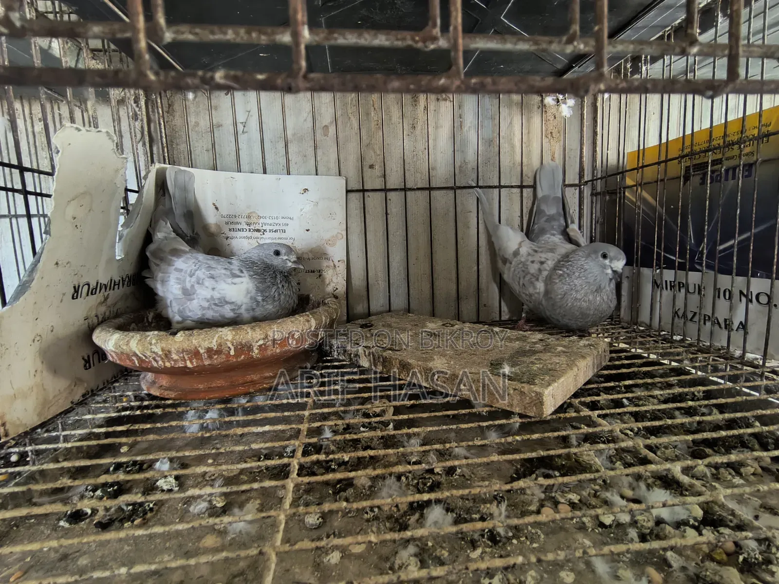 খাকি রানিং পেয়ার