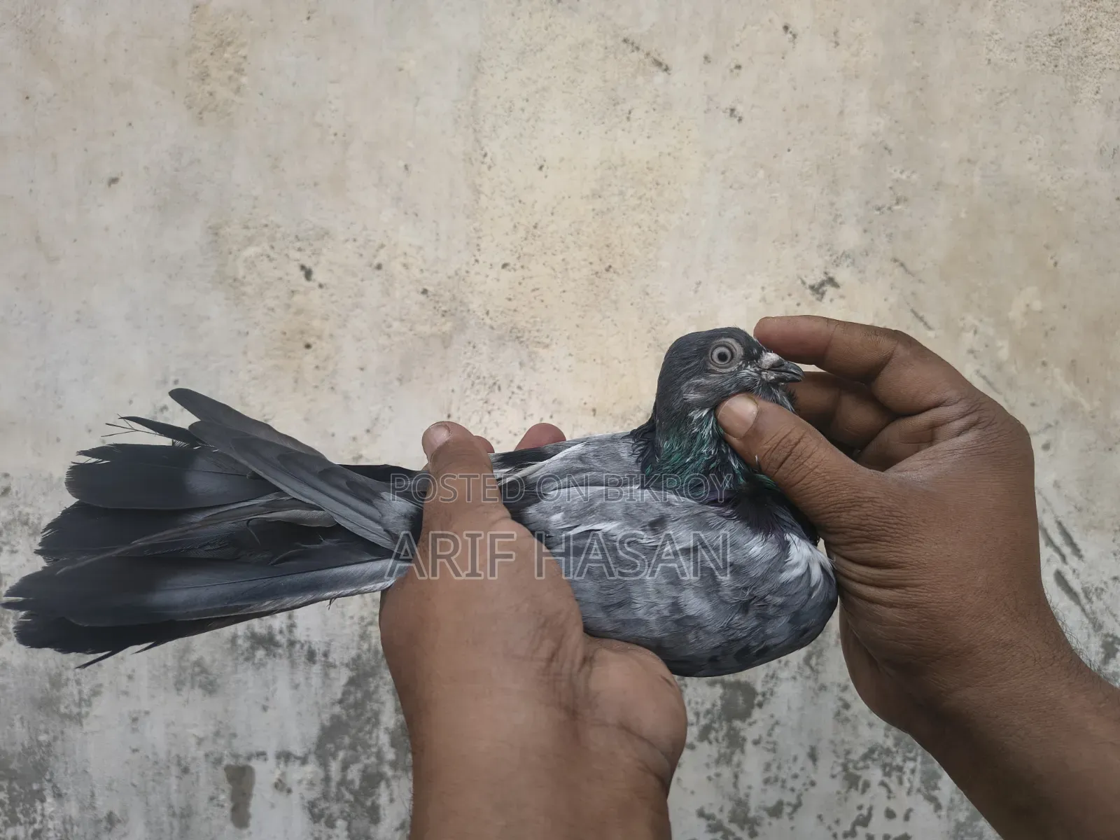 বুদাপেস্ট অ্যাডাল্ট নর ২ পিস
