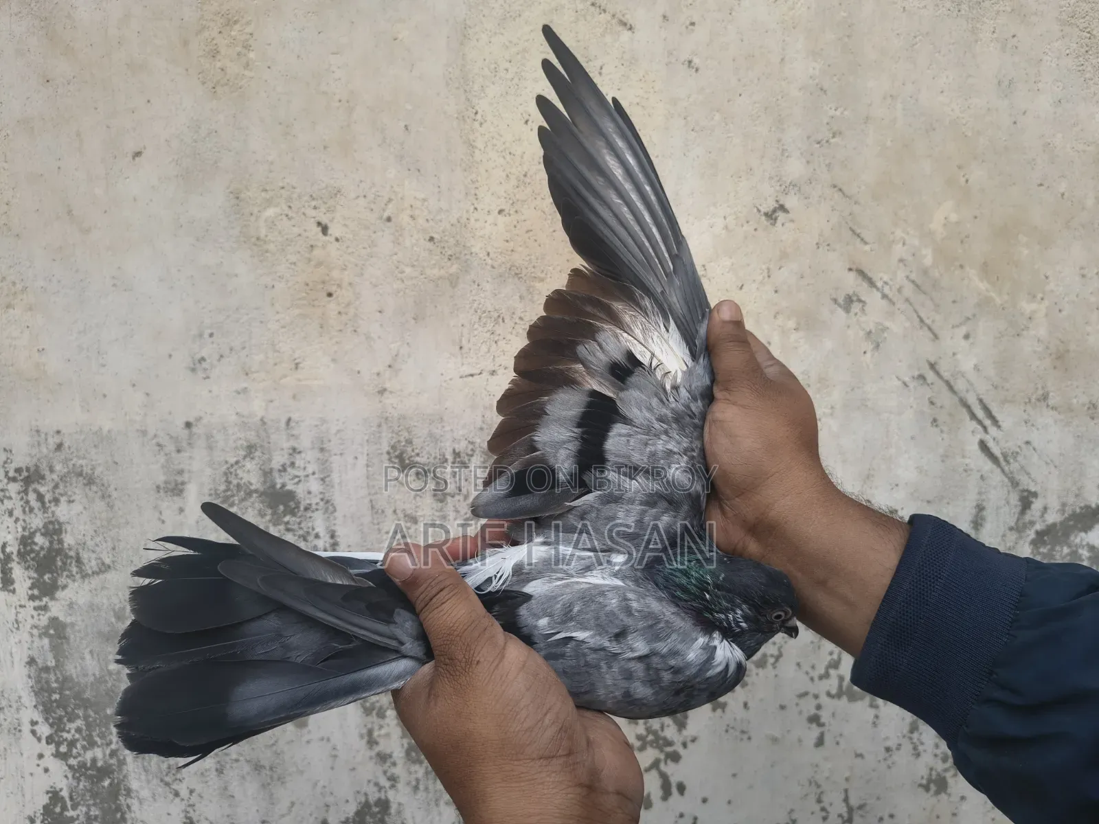 বুদাপেস্ট অ্যাডাল্ট নর ২ পিস