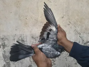 বুদাপেস্ট অ্যাডাল্ট নর ২ পিস