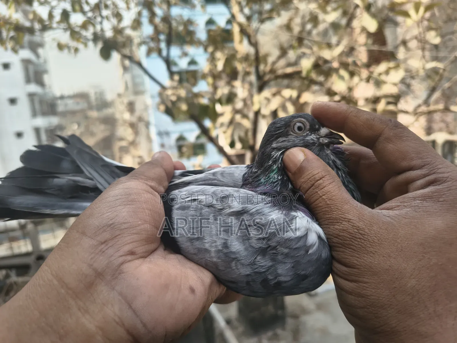 বুদাপেস্ট অ্যাডাল্ট নর ২ পিস