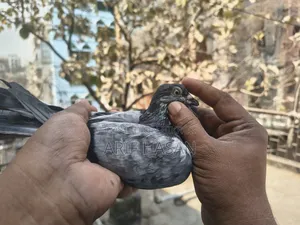 বুদাপেস্ট অ্যাডাল্ট নর ২ পিস