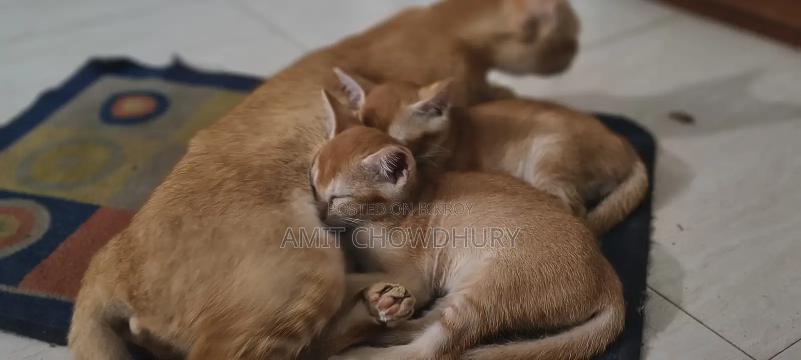 ১-৩ মাস বয়সী পুরুষ মিক্সড ব্রিড আবিসিনিয়ান