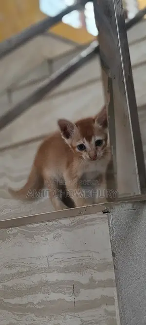 ১-৩ মাস বয়সী পুরুষ মিক্সড ব্রিড আবিসিনিয়ান