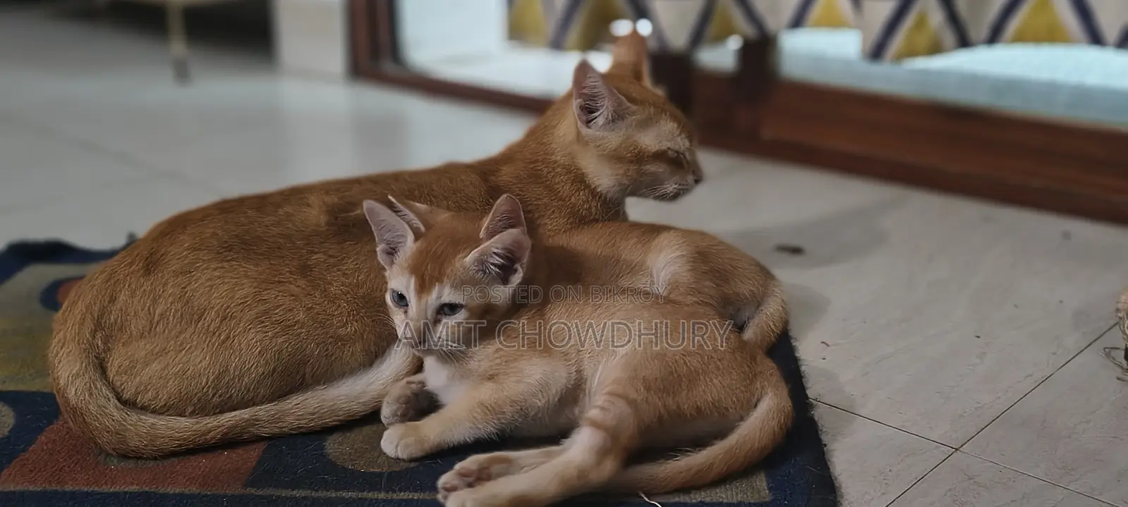 ১-৩ মাস বয়সী পুরুষ মিক্সড ব্রিড আবিসিনিয়ান